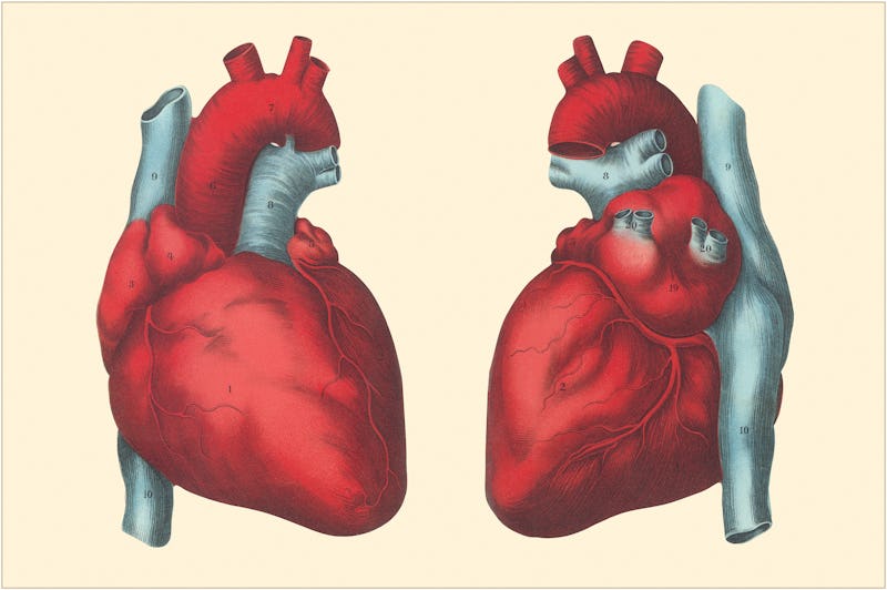 anatomical hearts