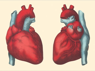 anatomical hearts