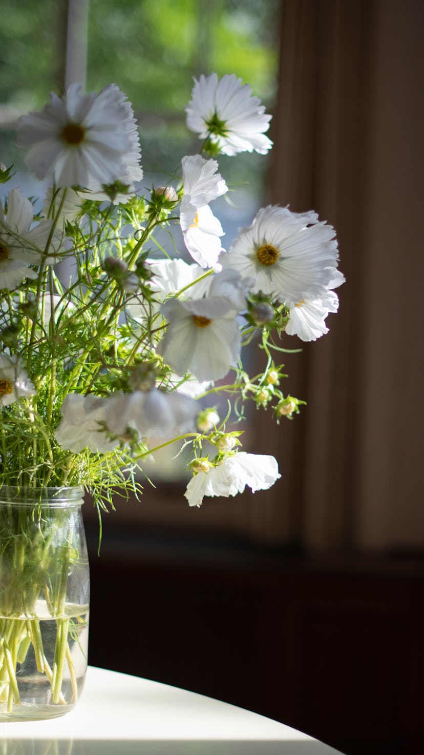 A bunch of beautiful bunch of cosmos flowers of the variety 'cupcake' in a mason jar for a vase, bri...