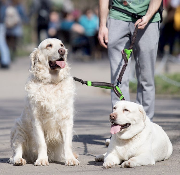 Pet Dreamland Hands-Free Double Leash