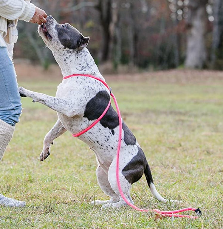 Harness Lead Dog Harness