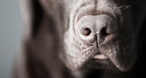 Close-up of dog snout