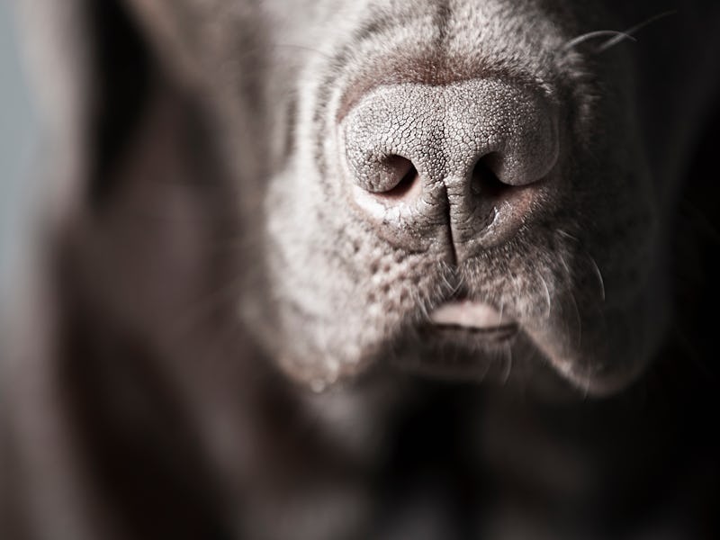Close-up of dog snout