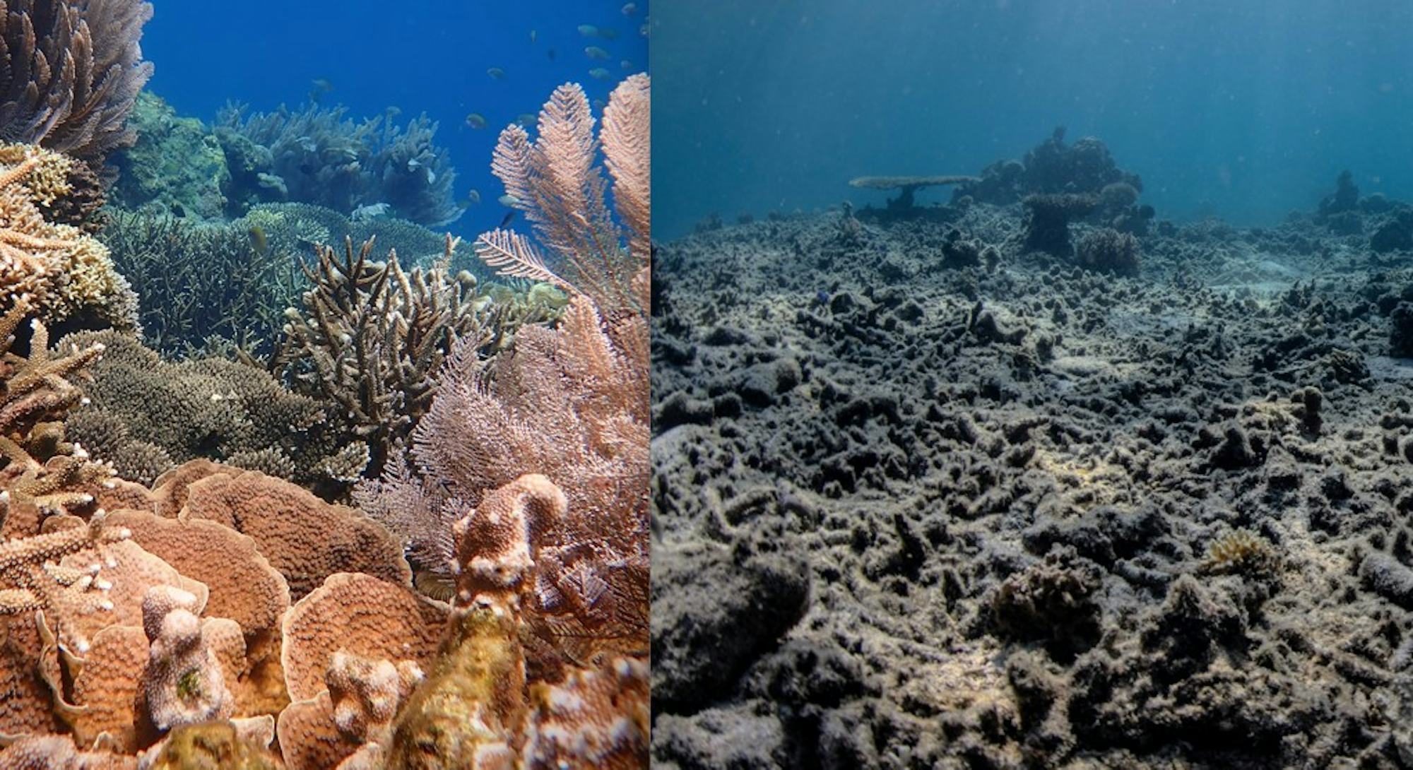 Quiz Can you tell a reef's health based on its song? This computer