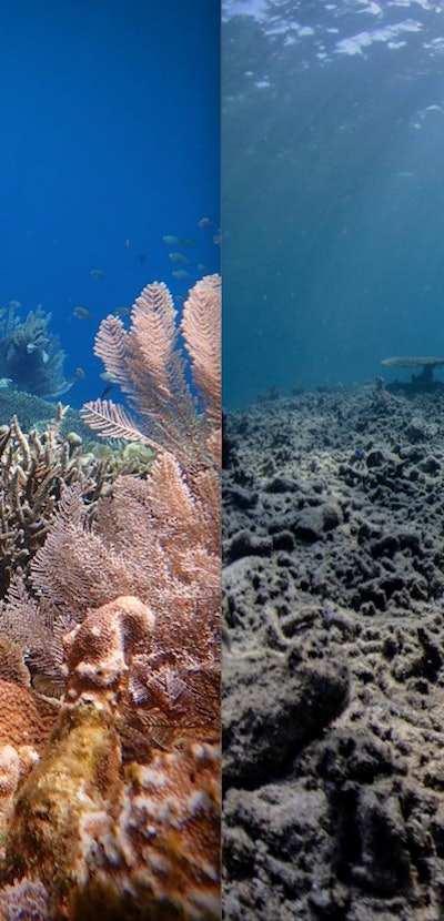Healthy coral reef on left, unhealthy on right