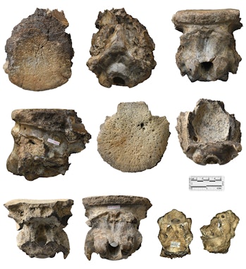 10 skull fossils at various angles.
