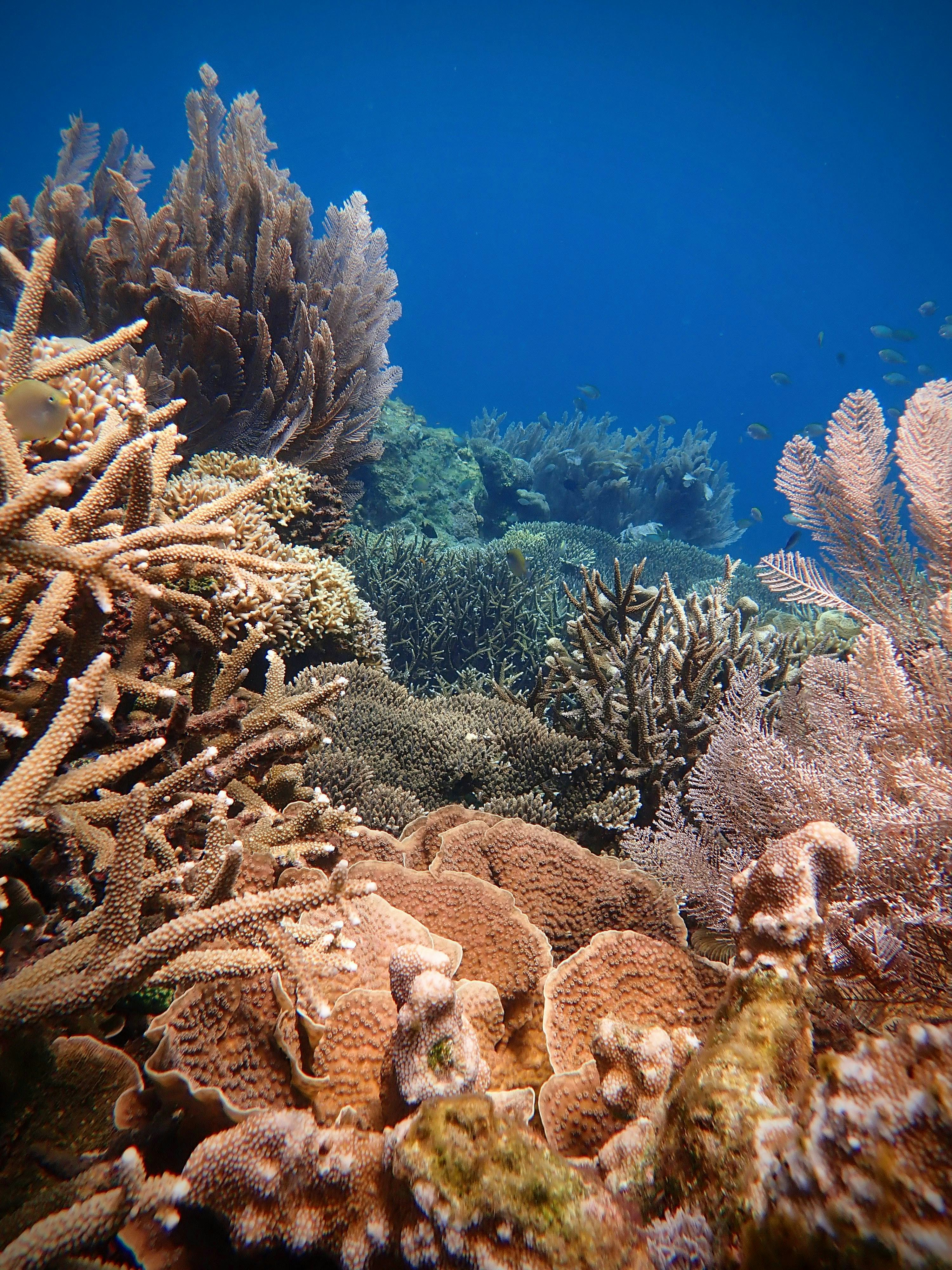 A healthy coral reef