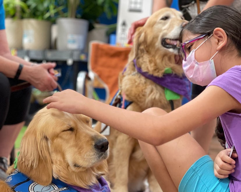 Service dogs comforted traumatized children.
