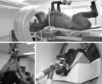 The traditional way a horse gets a CT scan