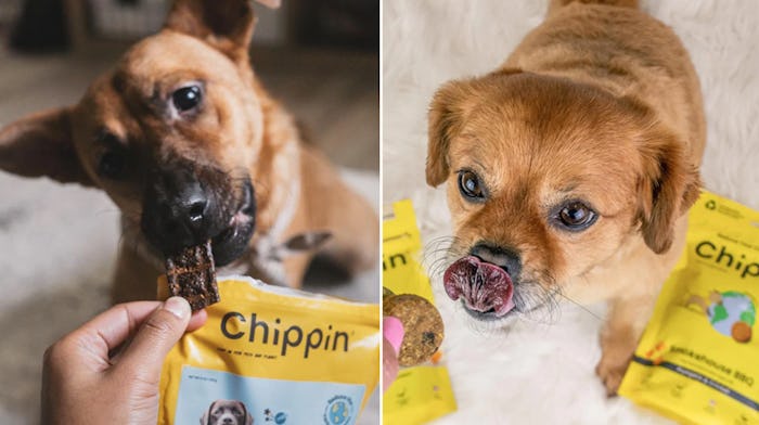 Two dogs eating Chippin Dog Food