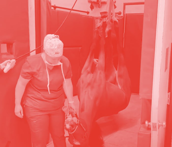 A horse getting a CT scan.