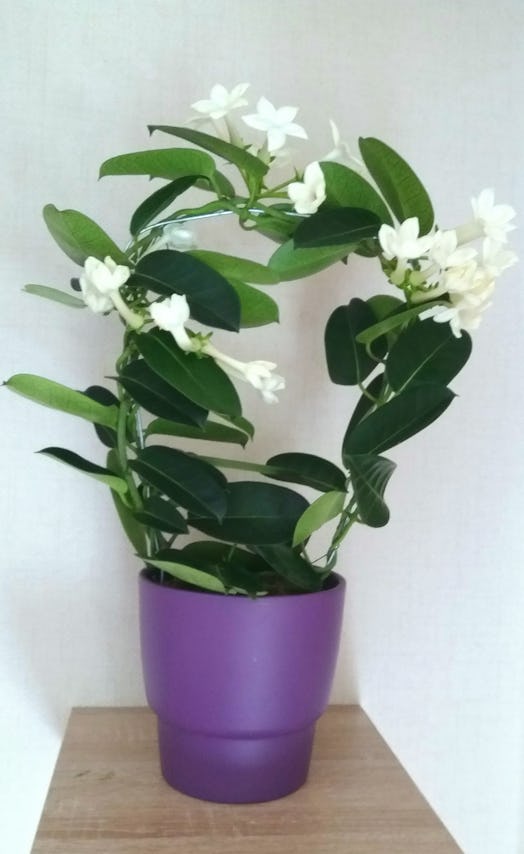 Jasmine, the plant for Pisces