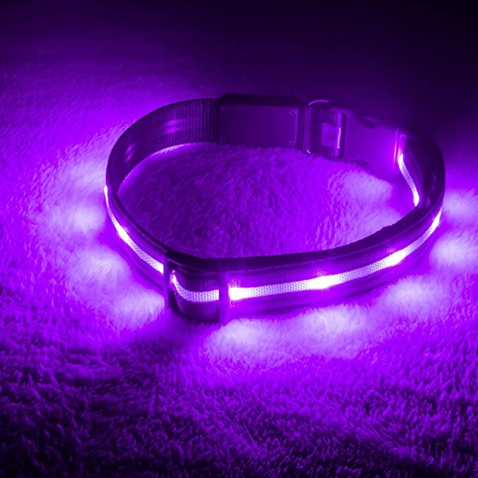 Blazin LED Light Up Dog Collar
