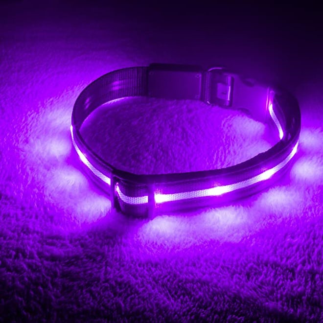 Blazin LED Light Up Dog Collar