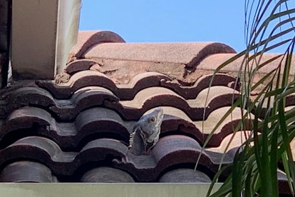 Iguana in roof.