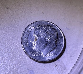 A yellowish-white first-stage bed bug nymph is tiny.