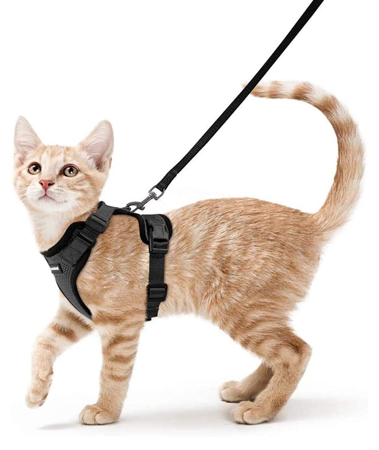 rabbitgoo Cat Harness and Leash