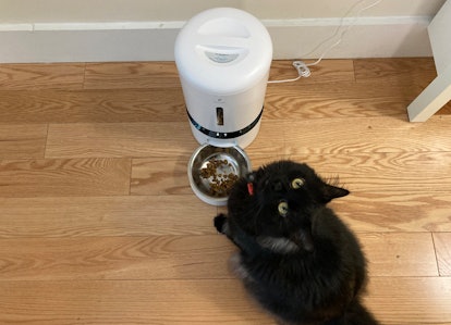 Petbook Wi-Fi Enabled Automatic Feeder Helps You Monitor Pets e357c30b a6e0 4670 bdcd 430fa573911b petlibro granary automatic pet feeder review