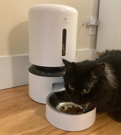 Petbook Wi-Fi Enabled Automatic Feeder Helps You Monitor Pets 112bd0c5 4906 4e59 a0e8 596caaaea9c0 petlibro granary automatic pet feeder review for bustle