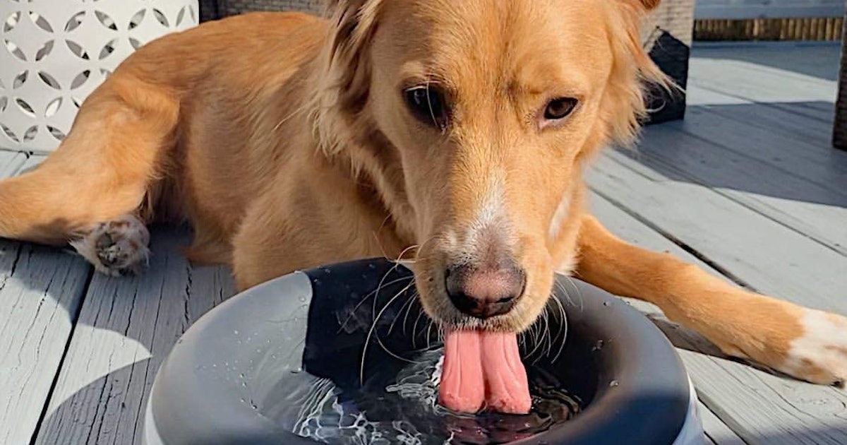 The 5 Best Dog Water Bowls For Messy Drinkers