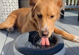 Best Dog Water Bowls For Messy Drinkers