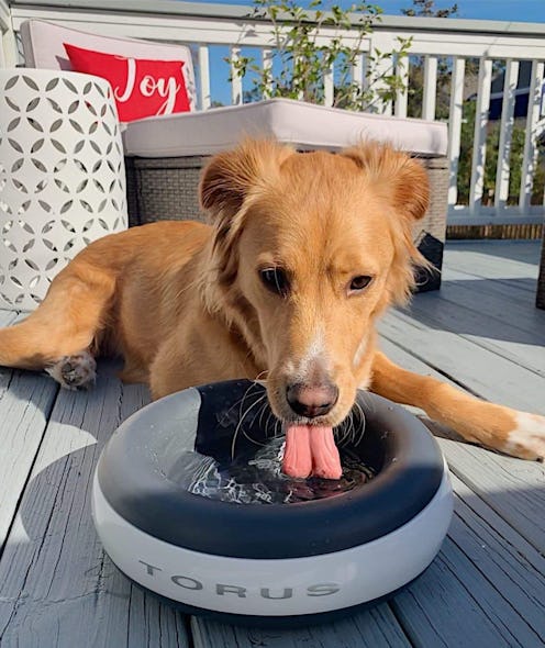 Best Dog Water Bowls For Messy Drinkers