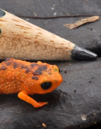 Brachycephalus ferruginus frog, bright orange with dark spots, next to a pencil for scale
