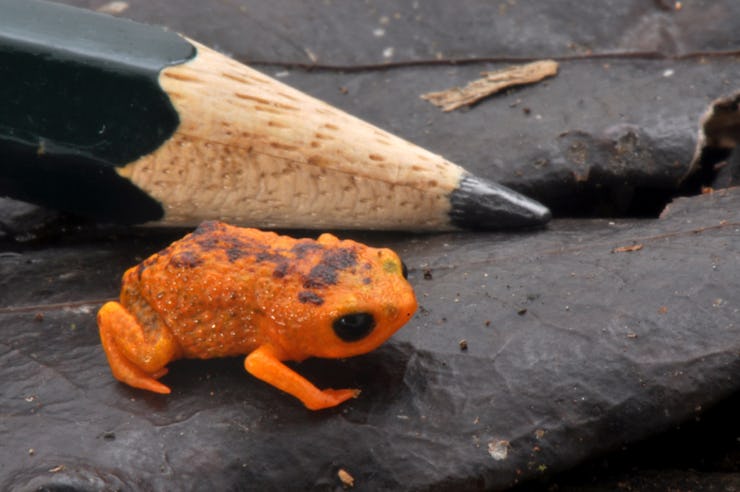 Brachycephalus ferruginus frog, bright orange with dark spots, next to a pencil for scale