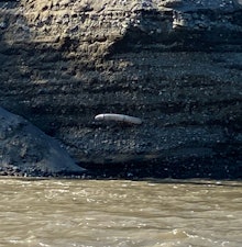 A woolly mammoth tusk exposed and protruding from the wall of a riverbank in Alaska.