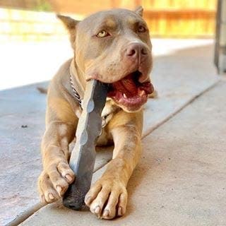 Indestructibone 12" Mega Max