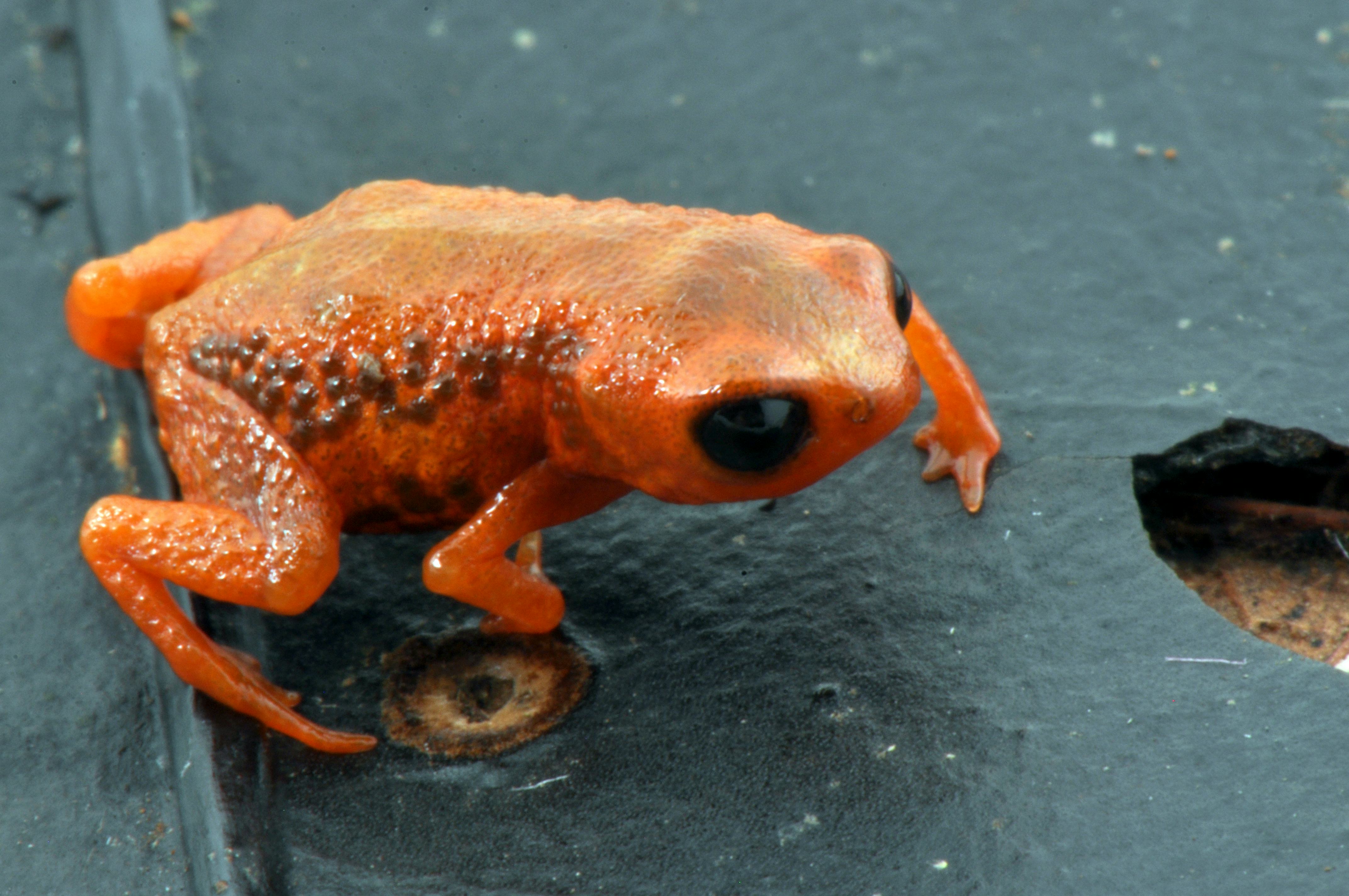 Brachycephalus leopardus frog