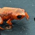 Brachycephalus leopardus frog