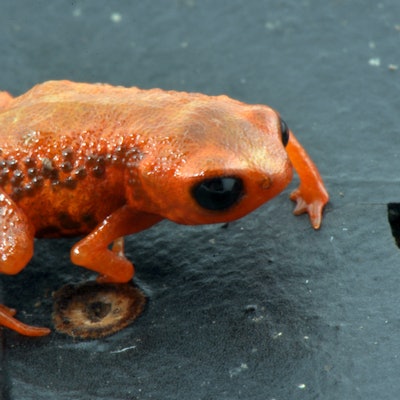 Brachycephalus leopardus frog