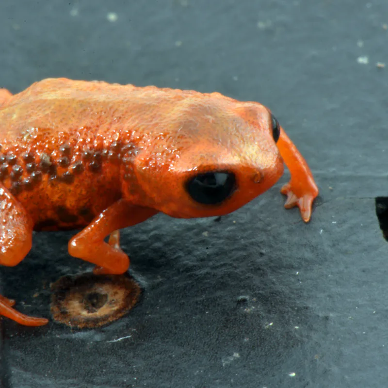 Brachycephalus leopardus frog