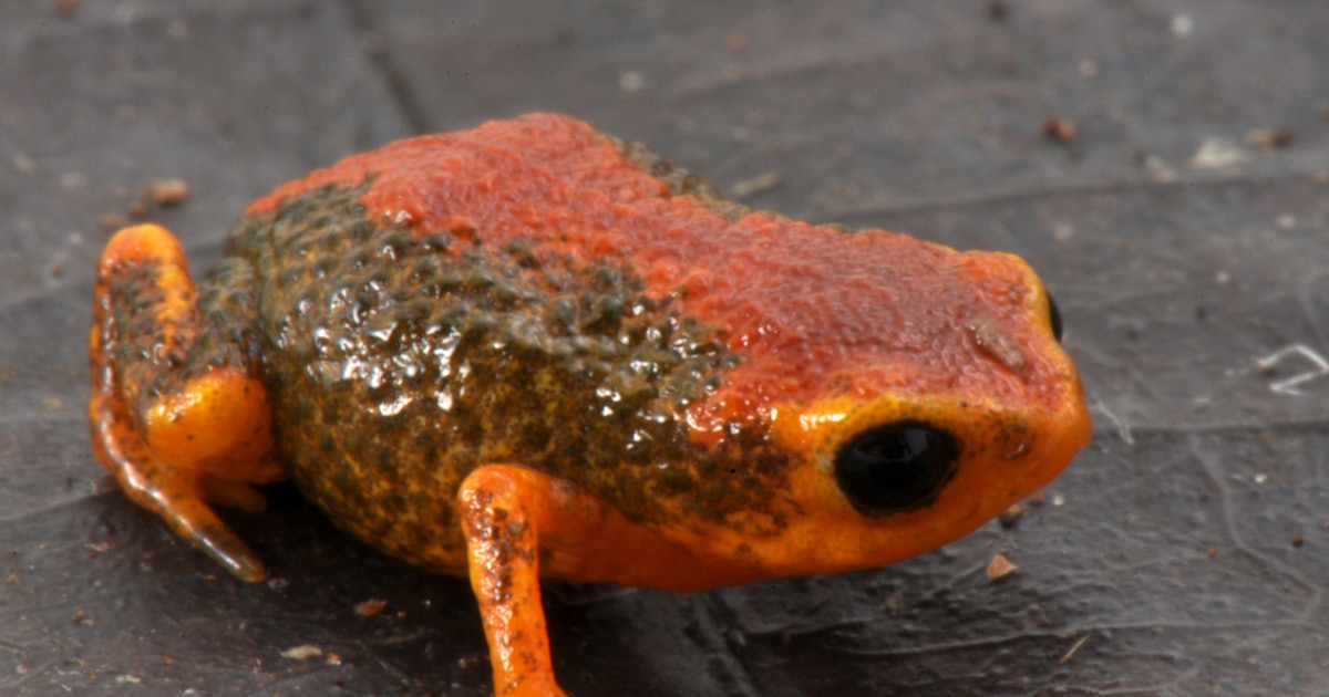 Watch: Miniature frogs faceplant after leaping. Scientists finally discover why