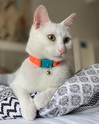 breakaway collar for cats who hate collars