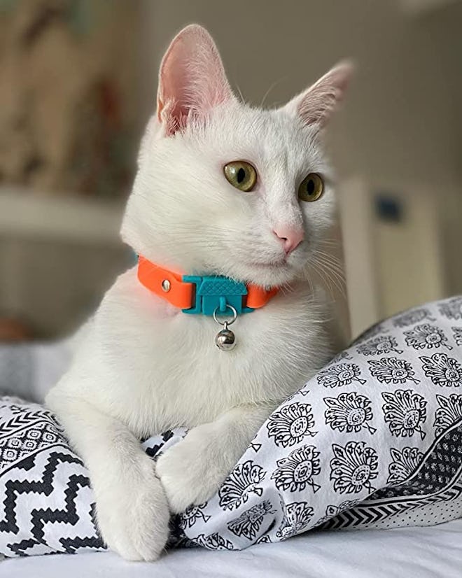 breakaway collar for cats who hate collars