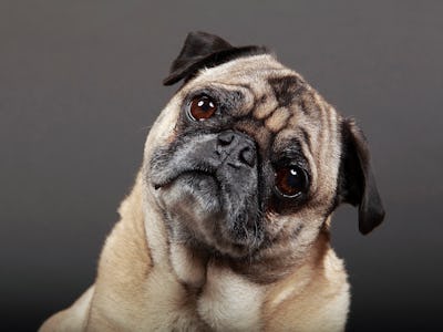 Pug head tilting