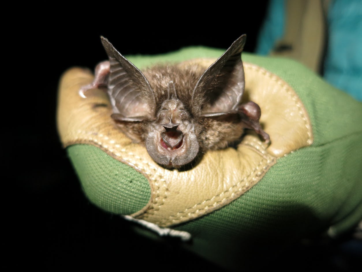 Horseshoe bat