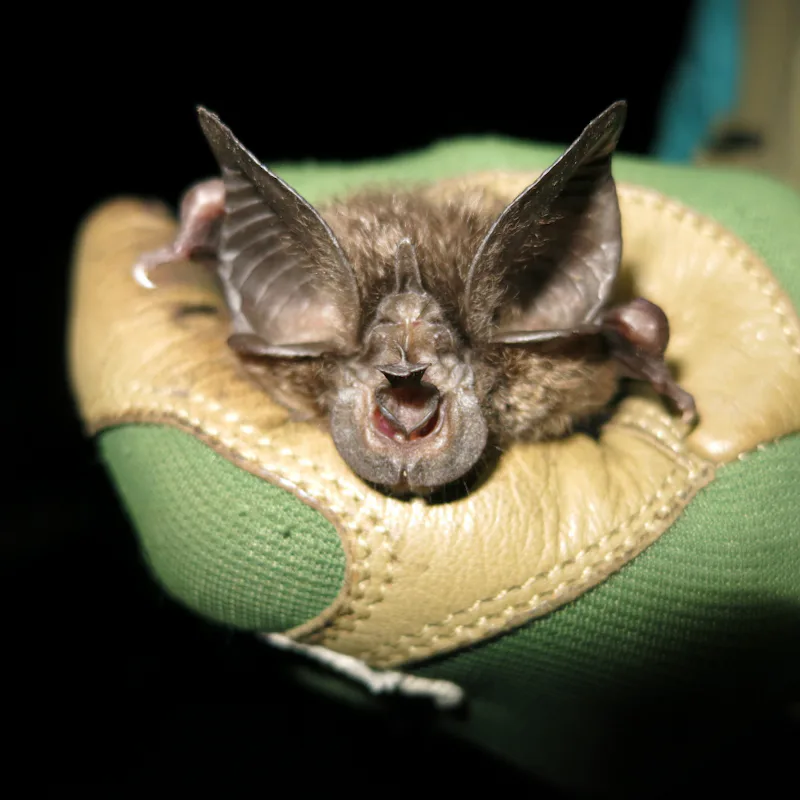 Horseshoe bat