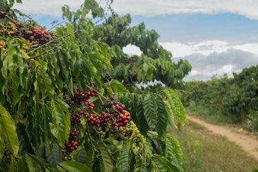 It isn’t just how you brew it — even where coffee is grown affects what compounds it contains.