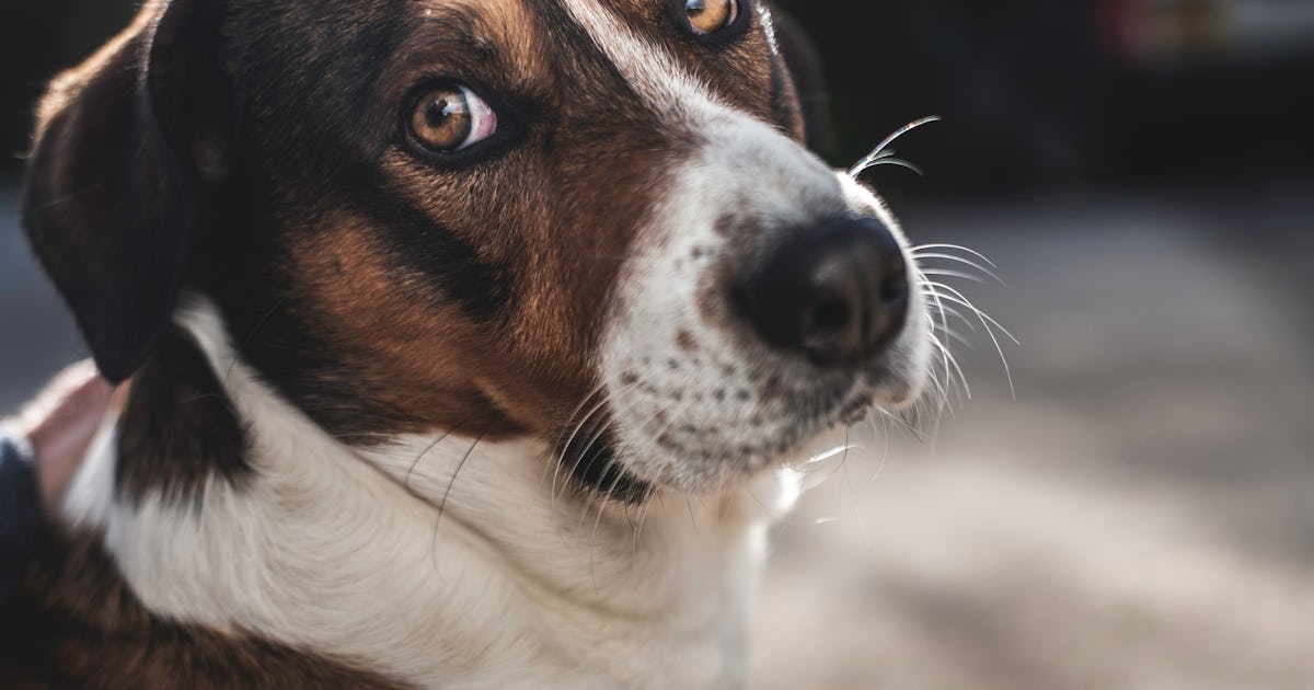 What is my dog thinking? Science may finally have an answer