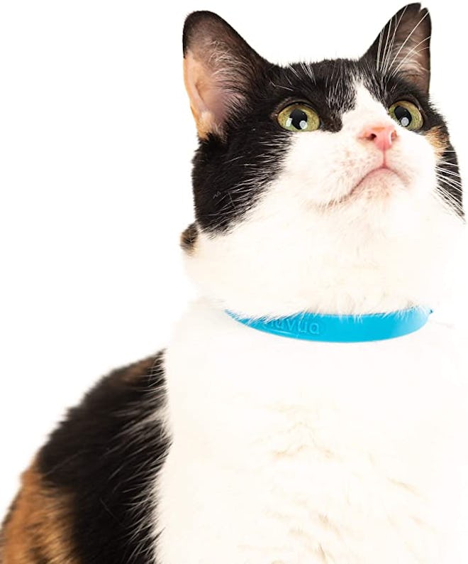 rubber Cat collar for cats who hate collars