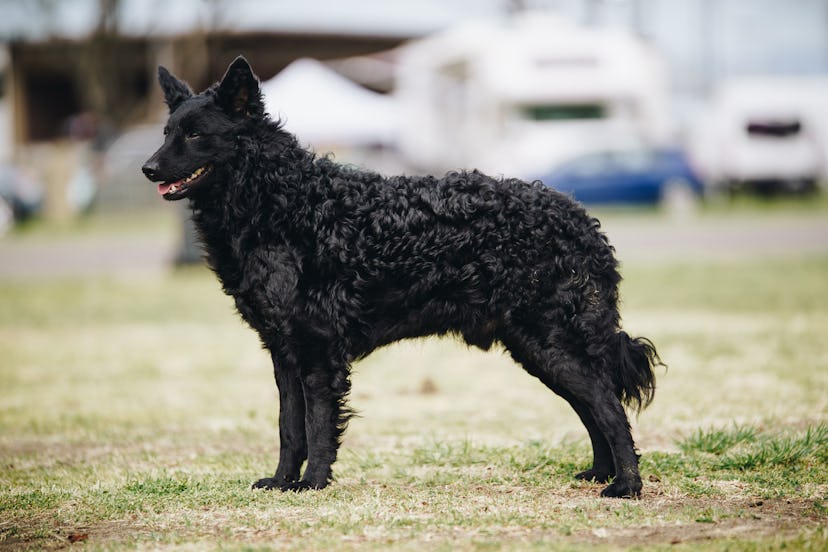 The Mudi is one of two new breeds at the 2022 Westminster Dog Show. 