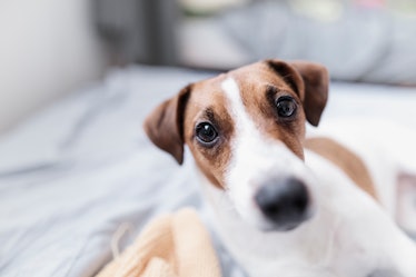 Dog looking up toward camera