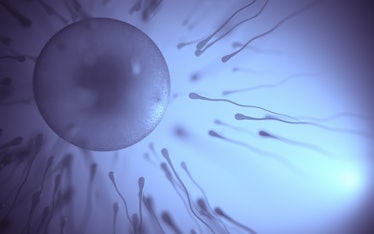 Sperm swimming toward an egg.
