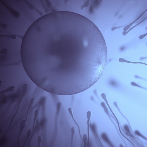 Sperm swimming toward an egg.