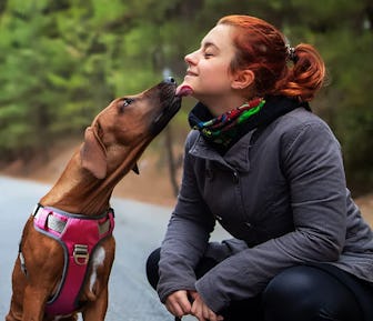 Embark Pets Dog Harness