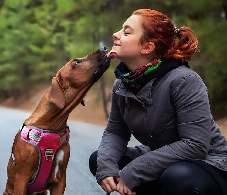 Embark Pets Dog Harness