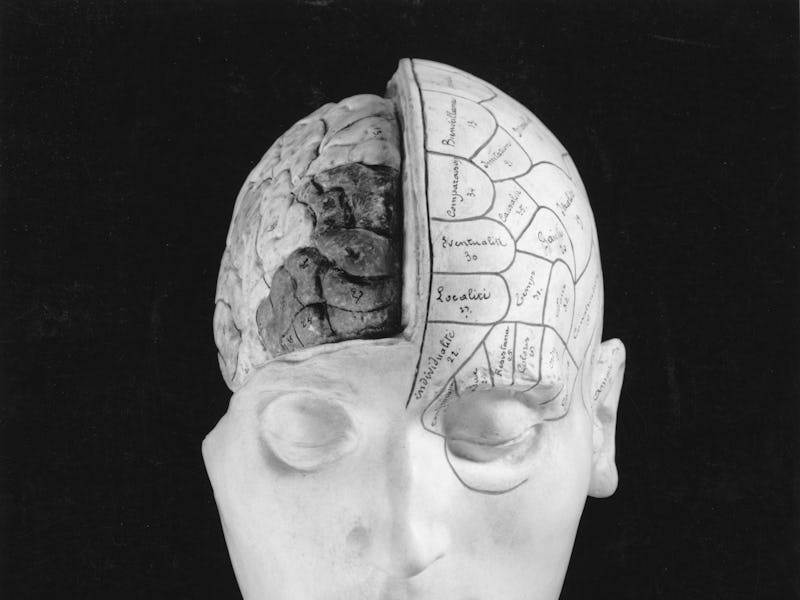 brain